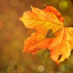 Celebrando l'Autunno